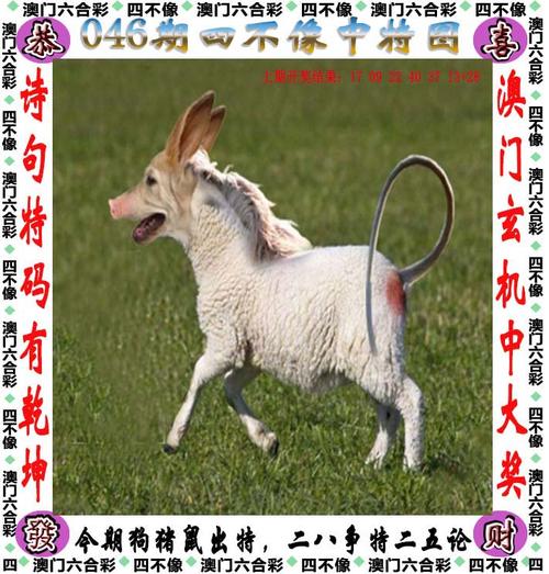 新2025澳门天天开好彩和7岁男孩遭3只犬撕咬与7岁男孩遭3只犬撕咬怎么办