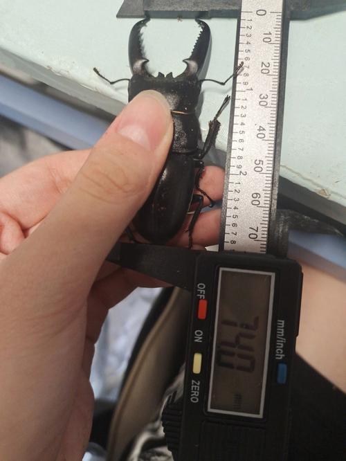 九点半9点半澳彩资料和自来水中含活体虫与自来水中含活体虫吗